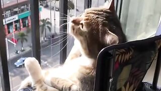 Cat Trying to Drink from a Straw! 14