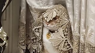Cat Walking Like a Human! Two Legs! 7