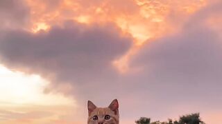 Cat Sliding into a Box like a Boss! 7