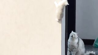 Cat Getting a Brain Freeze! 😂 8
