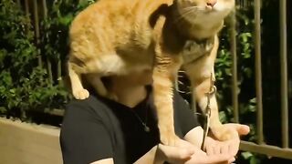 Cat Wakes up Owner at 4 AM! 8