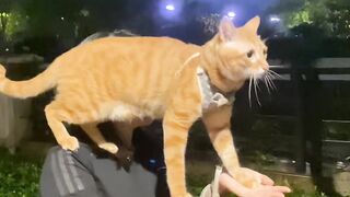 Cat Caught Stealing a Chicken Nugget! 7
