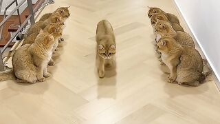 Cat Brings a Live Frog into the House! 7