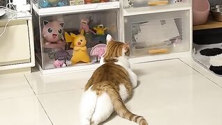 Kitten Tries to Intimidate a Big Dog! 8