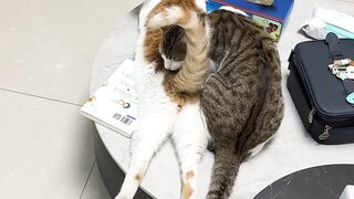 Cat Obsessed with Q-Tips! 8