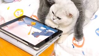Cat Doing a Perfect Parkour Jump! 8