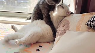 Cat Reacts to a Fake Snake! 😂 8