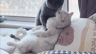 Cat Refuses to Take a Bath! 7