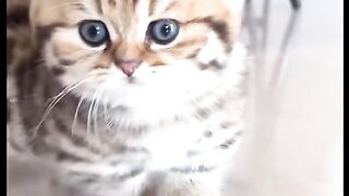 This cute creature walking around the house makes my heart melt! 🐾🥺" ​