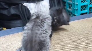 Cat Sneezing Fit in Slow Motion! 7
