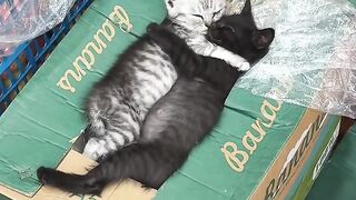 Cat Adopts a Stray Kitten! 5