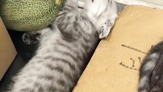 Cat Tries to Catch a Laser Pointer! 8