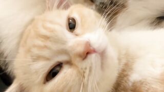 Cat Tangled in the Window Blinds! 7