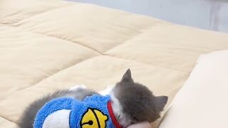 Cat Steals a Slice of Pizza! 🍕 7