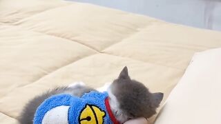 Cat Wakes up Confused! 8