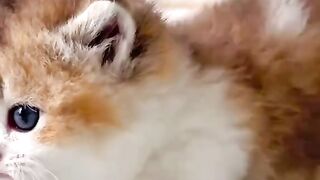 ​"Isn't her little 'meow' sound really adorable? 🥺🐾"