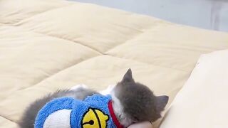 Cat Bringing a Toy to Bed! 8