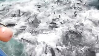 The success of the fishermen