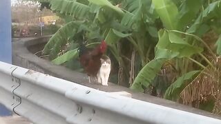 Cat Purring Like a V8 Engine! 8