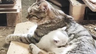 Cat Refuses to Walk on a Leash! 10