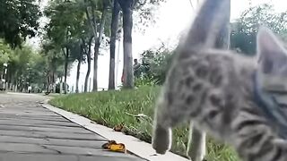 Cat Smelling a Lemon! 😂 8