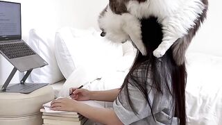 Cat Jumping over a High Gate! 8