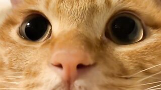 Cat Watching a Horror Movie! 8