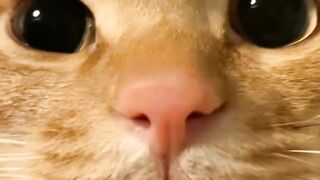 Cat Discovers the Ceiling Fan! 7