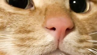 Cat Trying to Drink from a Straw! 15