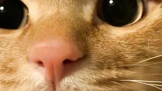 Kitten's First Time Trying Wet Food! 8