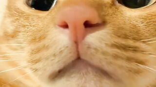 Cat Sleeping in a Hammock! 8