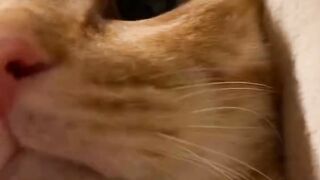 Cat Begging for a Piece of Ham! 8