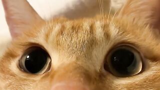 Cat Trying to Open the Door Knob! 8
