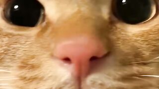 Cat Covered in Static Electricity! 8