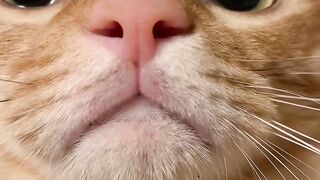 Cat Chasing a Butterfly in the Garden! 8