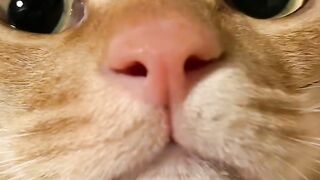 Cat Annoyed by a Snoring Dog! 7