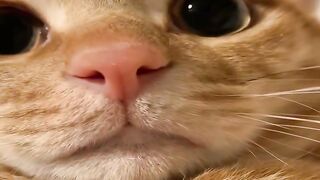 Cat Sliding on the Hardwood Floor! 7