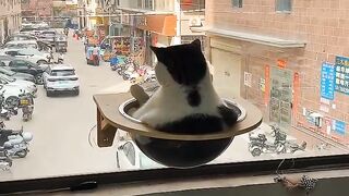 Cat Meowing "No" to the Vet! 7