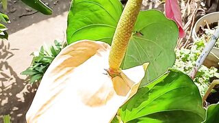 CORPSE FLOWER