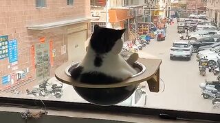Cat Trying to Hide under a Tiny Rug! 7