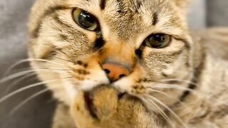 Cat Getting a Brain Freeze from Popsicle! 7