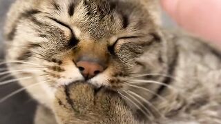 Cat Carrying a Giant Teddy Bear! 7