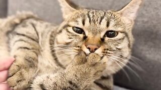 Cat Jumping into a Pile of Leaves! 7