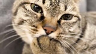 Kitten Learning to Meow! 🥺 7