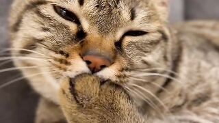 Cat Stealing a Hair Tie! 8