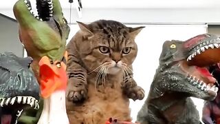 Cat Sleeping with its Tongue Out! 7