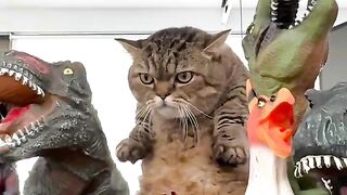 Cat Trying to Catch Drops of Water! 7