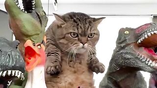 Cat Hugging a Dog to Sleep! 7