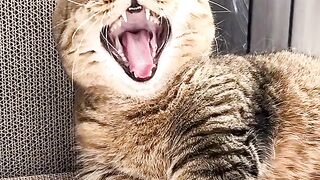 Cat Knocking the Camera Over! 6