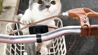 Cat Sitting on the Wi-Fi Router! 6